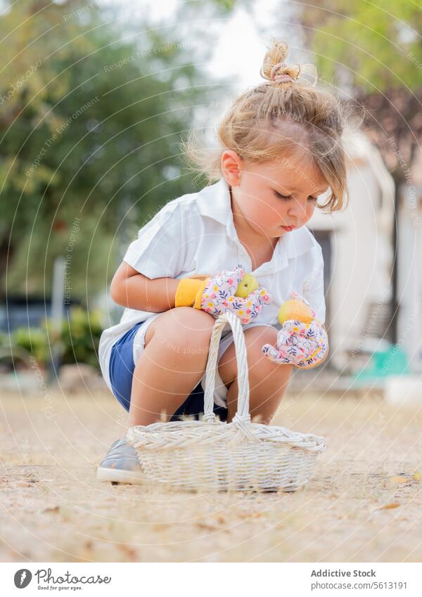 Fokussierter kleiner Junge hält Früchte, während er im Garten in der Nähe eines Weidenkorbs hockt Korb Hinterhof Gartenarbeit Urlaub niedlich Kindheit Lernen
