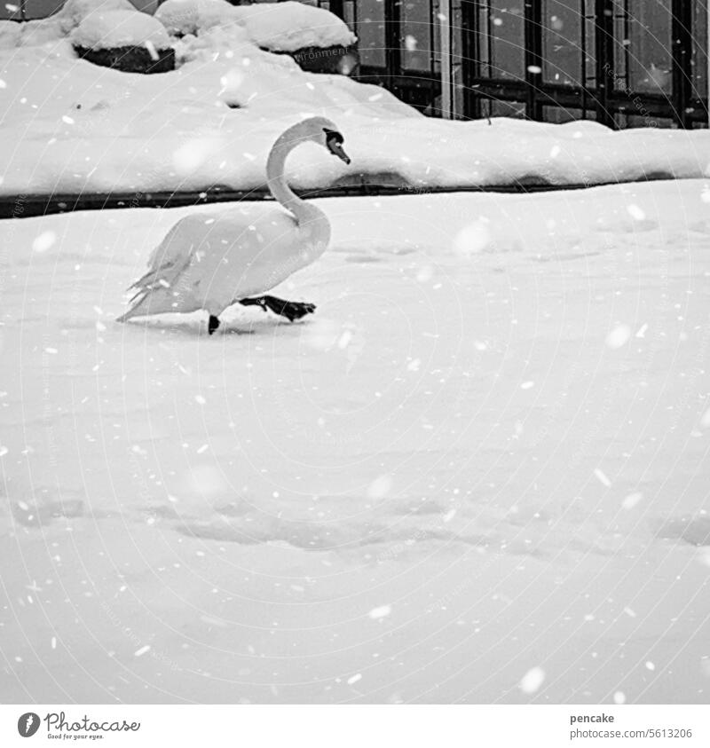 begrüßungsrituale | gib flosse! Schnee Schwan Stadt laufen Flosse winken Geste Vogel elegant weiß Winter Schneefall Stolz