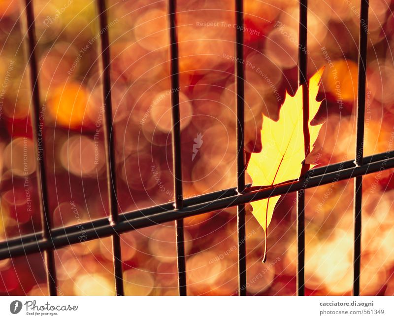 Herbst - reine Ansichtssache Umwelt Schönes Wetter Blatt Zaun außergewöhnlich bedrohlich heiß verrückt Spitze gelb gold orange rot Warmherzigkeit Überraschung