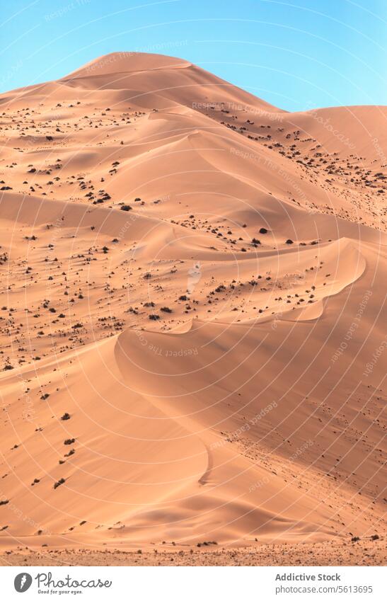 Die Gelassenheit der namibischen Dünen an einem sonnigen Tag Namibia wüst Dunes Sand ruhig Licht Schatten wellig Textur Warme Töne Klarer Himmel