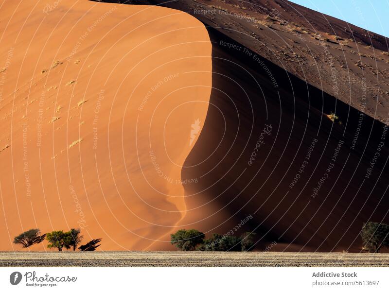 Wüstendünen und Bäume in Namibia an einem sonnigen Tag wüst Dunes Sand Kontrast turmhoch widerstandsfähig Basis Schatten dramatisch Überleben Flora unwirtlich
