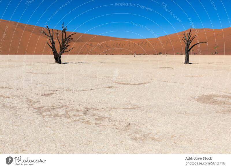 Versteinerte Bäume in der namibischen Wüste vor einer Sanddüne unter blauem Himmel Namibia wüst versteinerte Bäume gerissene Erde Blauer Himmel schlicht
