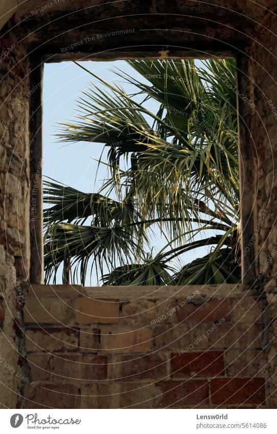 Palme, gesehen durch das Fenster eines verlassenen Hauses in Split, Kroatien Ruine Verlassen Architektur Hintergrund schön blau Gebäude Klima mediterran Natur