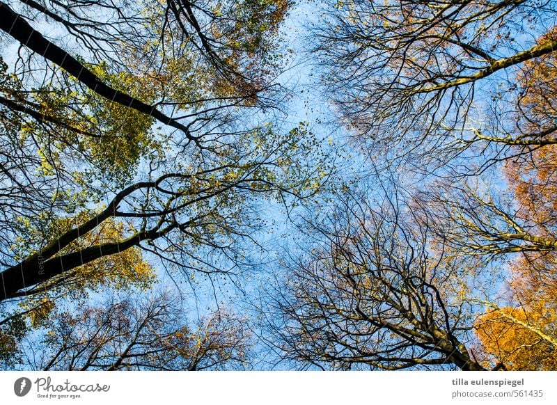 Gesundes neues Jahr! Natur Himmel Wolkenloser Himmel Herbst Schönes Wetter Baum Wald groß hoch natürlich wild blau gelb herbstlich Laubwald Herbstwald verzweigt