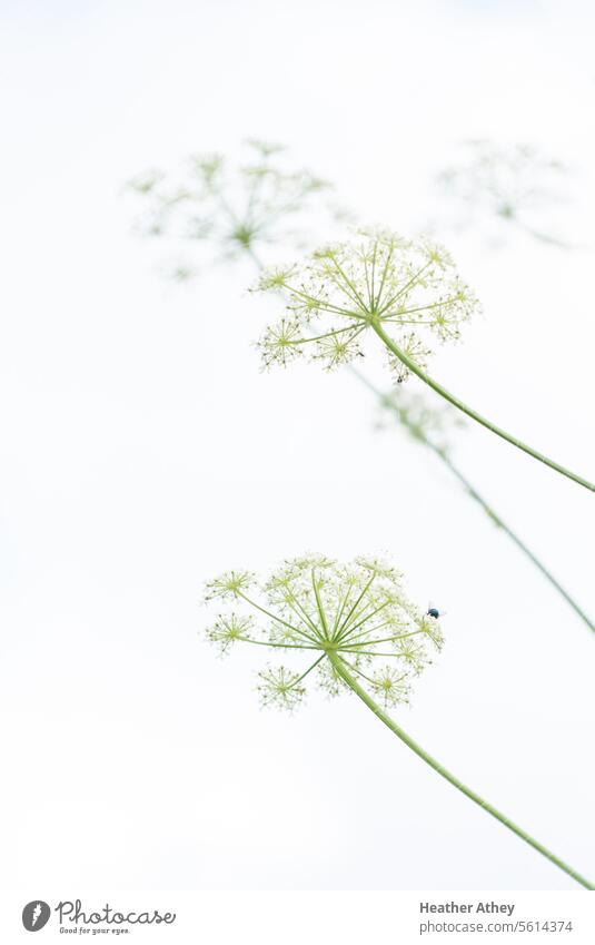 Blüten der Kuhpetersilie vor einem weißen Hintergrund Wiesenkerbel Blume Blütezeit Flora hübsch Königin-Anns-Spitze Kerbel Wildblume Stängel Unkraut
