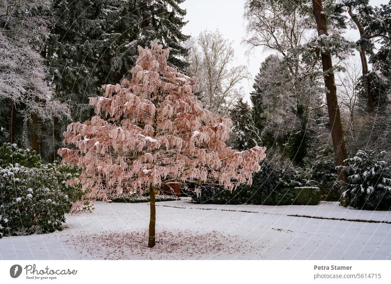 Ein anderer Baum Tanne Schnee dunkelgrün weiß braunrot Winter kalt Kälte Natur Frost Landschaft Wetter Außenaufnahme Menschenleer Umwelt Winterstimmung