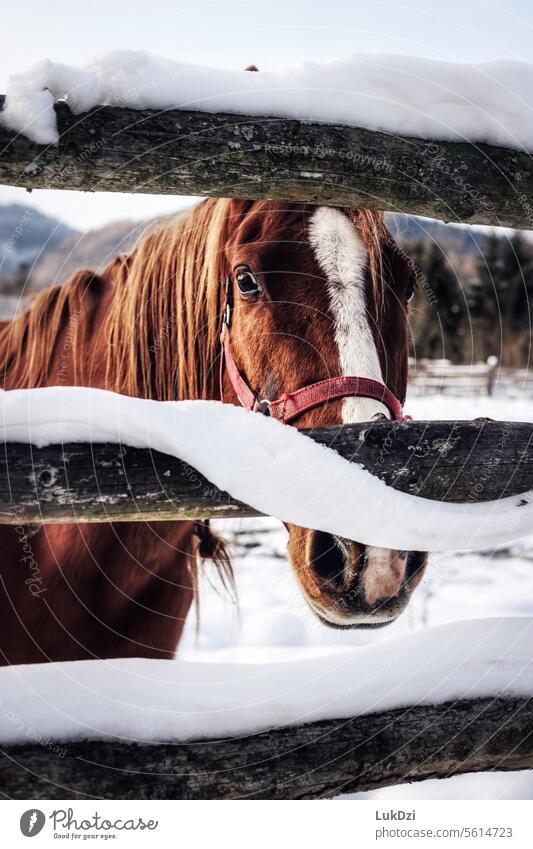 Nahaufnahme eines braunen Pferdes an einem Wintertag niedlich stehen Wildtier weiß Hengstkopf Blick in die Kamera wild Farbfoto Ponys Natur Außenaufnahme