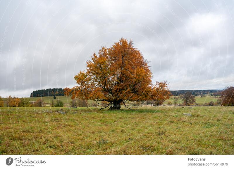 Großer Baum mit Herbstlaub Herbstfarbe Textfreiraum Laubwerk Saison wolkig Deutschland Tag Wetter orange Hintergrund Bayrische Rhön Natur idyllisch trist