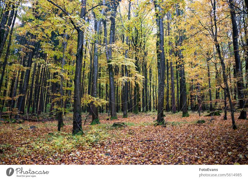 Ein Wald im Herbst Tag draußen Bäume Herbstzeit Herbstlaub Baum Pflanzen dunkel Saison Wetter Natur Blätter Landschaft Hintergrund Laubwerk