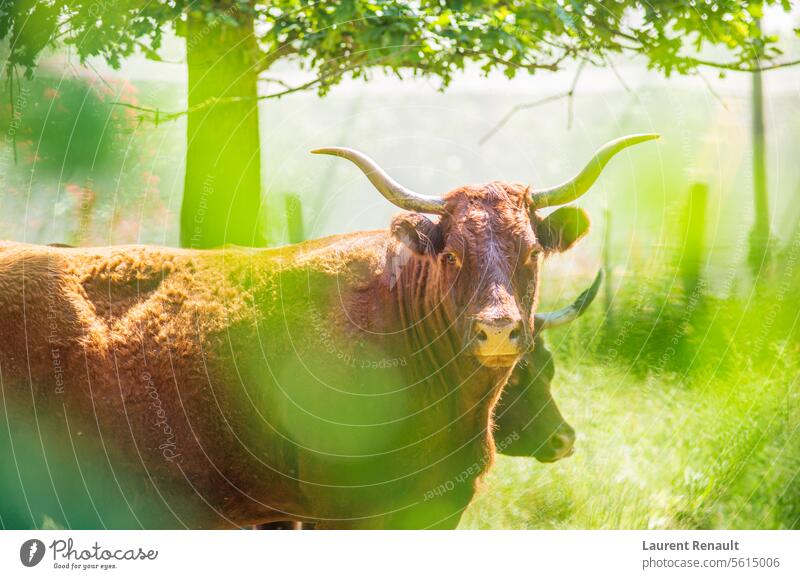 Red Salers Kühe durch beleuchtetes Laub beobachtet, echte Fotografie von Rindern Frankreich Ackerbau Tier Auvergne Rindfleisch bovin züchten Zucht braun Bulle