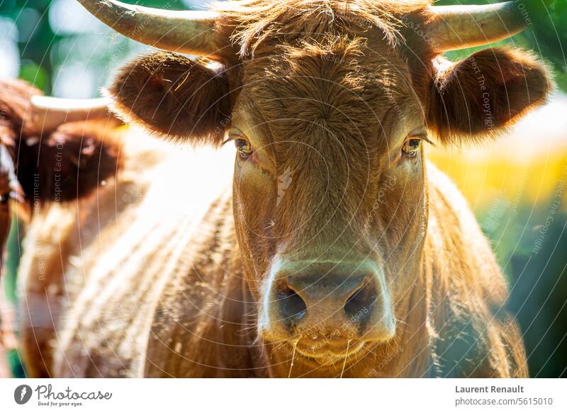 Porträt einer ausdrucksstarken roten Salers- oder Limousine-Kuh, die einem direkt in die Augen schaut, echte Fotografie Frankreich Ackerbau Tier Auvergne