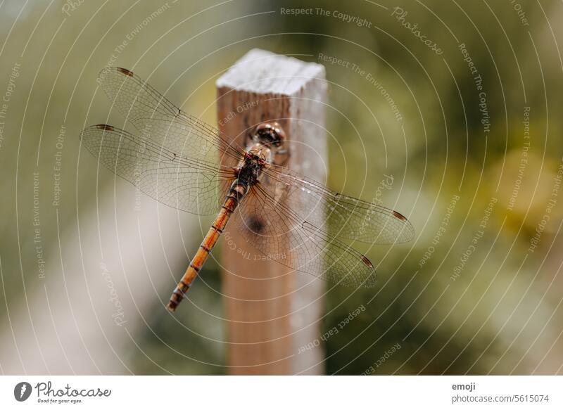 Libelle, ganz, Flügel, Silhouette auf Holz Natur Insekt Tier Makroaufnahme makrofotografie fauna Schwache Tiefenschärfe grün