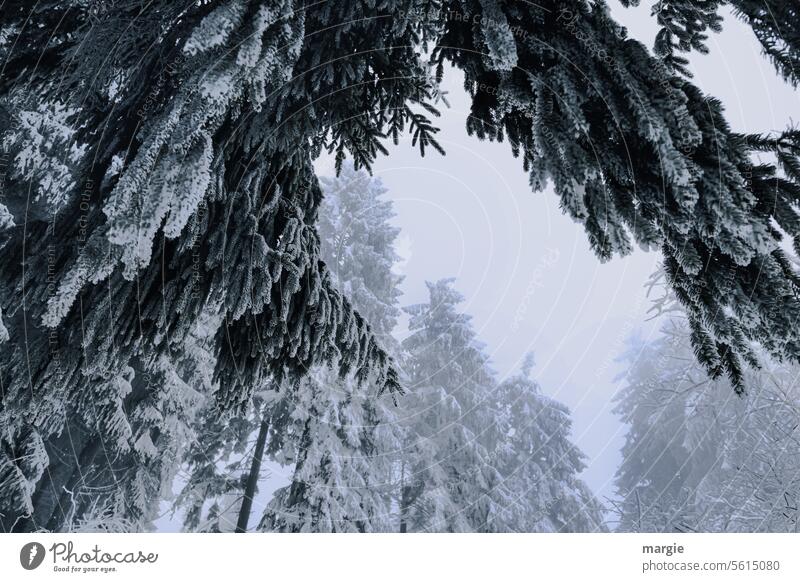 Winterwald Schnee kalt Wald Fichten Tannen Tannenbäume Frost gefroren Schneelandschaft Kälte weiß Bäume Winterstimmung Winterspaziergang Idylle Winterlandschaft