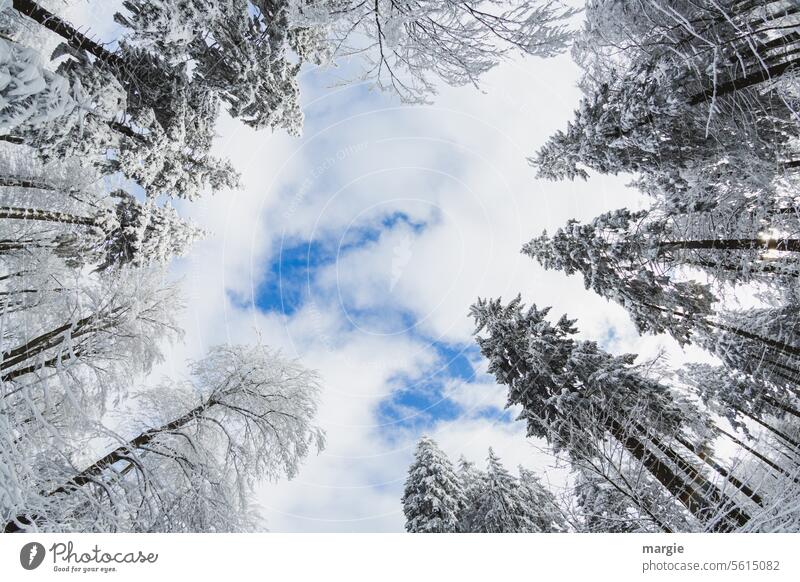Schneebäume ragen in den Himmel Wald Winter Frost Eis kalt Baum Natur Außenaufnahme Wolkenloch Blauer Himmel himmelwärts groß hoch Menschenleer weiß