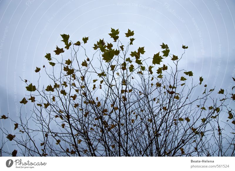 Herbstliche Sturmfrisur Stil schön Natur Pflanze Himmel Wetter Baum Sträucher Park atmen dehydrieren Wachstum ästhetisch dunkel blau braun bizarr Gelassenheit
