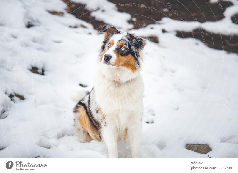 Porträt eines Australian Shepherd-Welpen im Schnee in den Beskiden, Tschechische Republik. Blick auf Hund auf seinen Besitzer und höflich warten