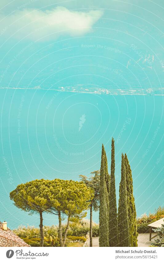 Blick über Pinien zu Gardasee Lago garda italien lombardei wasser hafen seascape port pittoresk seeblick pastel pinie gardasee berge