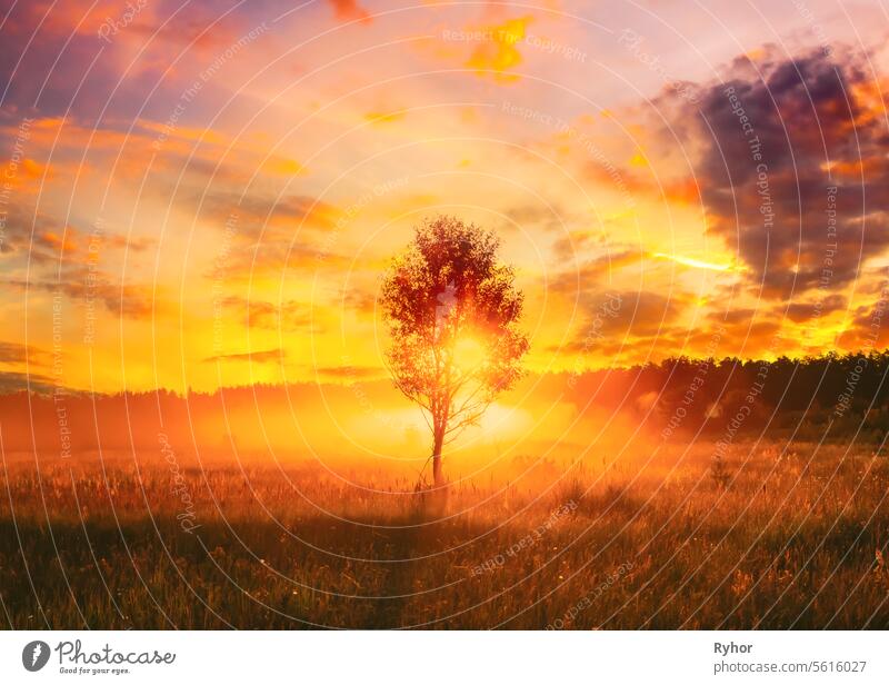 Sonnenuntergang Sonnenaufgang in nebligen Herbst Wiese Landschaft mit einsamen Baum. Sonne Sonnenschein mit natürlichem Sonnenlicht durch Holz Baum am Morgen. Landschaftliche Ansicht. Herbst Natur