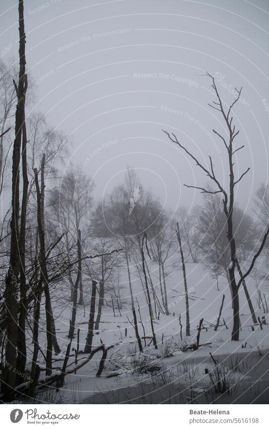 Trübe Zeiten Winter Schnee Nebel grau Waldsterben kalt Baum Natur Außenaufnahme Frost Umwelt Landschaft Eis Menschenleer schlechtes Wetter Klima