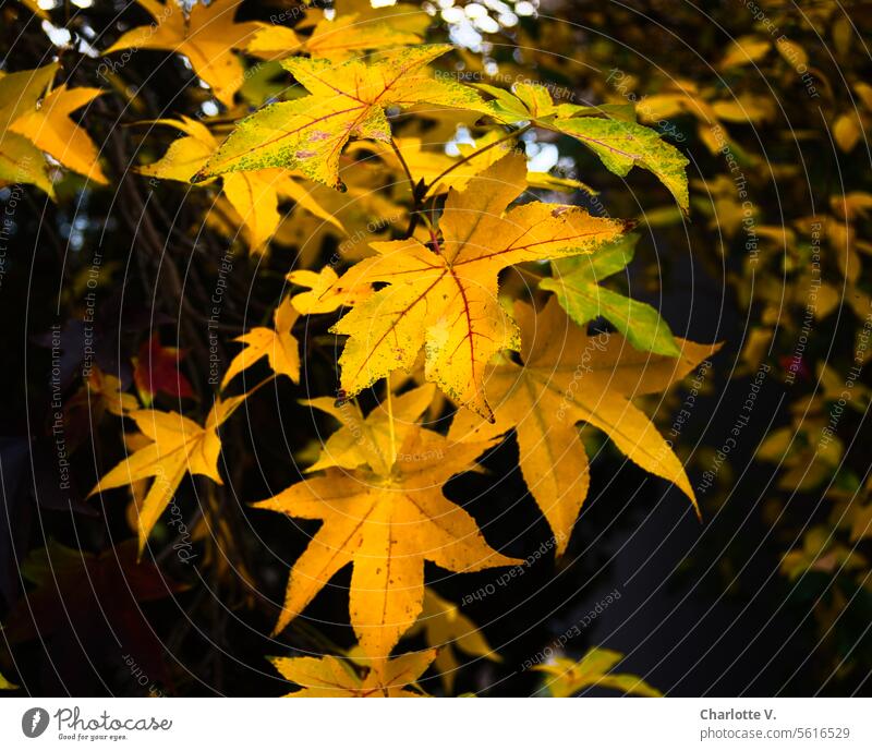Herbstleuchten | leuchtend gelbe Ahornblätter Blätter Herbstfärbung Jahreszeiten Herbstlaub herbstlich Blatt Herbststimmung Herbstfarben Vergänglichkeit Laub