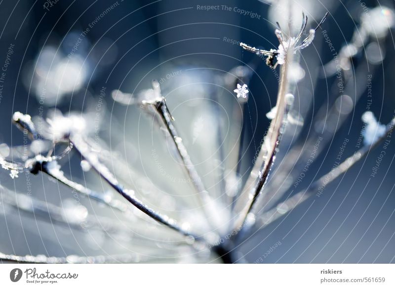 schneeflöckchen, weißröckchen... Umwelt Natur Pflanze Winter Schönes Wetter Schnee Schneefall Wildpflanze Wald frisch kalt blau Idylle Farbfoto Menschenleer