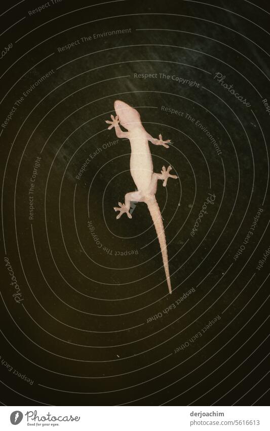 Ein Gecko Nachjäger auf Nahrungsuche Echsen Nahaufnahme Reptil Tier Tierporträt Natur exotisch Menschenleer Wildtier Außenaufnahme Nachthimmel Detailaufnahme