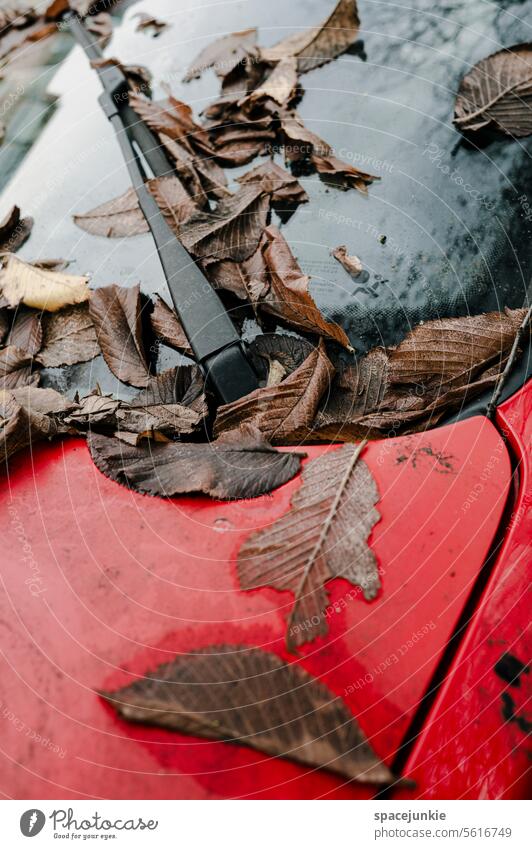 Laub Laubwerk laub Auto Scheibenwischer verschmutzt Blätter Herbstlaub herbstlich PKW kalt Natur Herbstfärbung Vergänglichkeit Herbststimmung Jahreszeiten