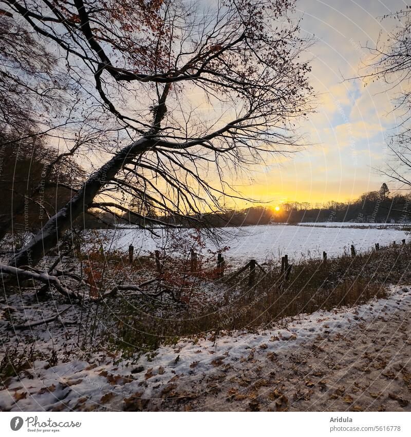 Winterlicher Sonnenuntergang Schnee Baum Landschaft Himmel kalt Frost Wald Wolken Weg Weide Wiese Zaun Schneelandschaft Feld Sonnenlicht Natur Außenaufnahme