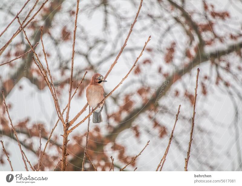 aufgepasst wunderschön besonders Winter Baum Äste und Zweige Tierschutz Tierwelt Ornithologie Wildtier Tierporträt Vogel Natur Tierliebe hübsch Jahreszeiten