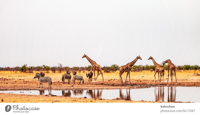 feine gesellschaft Elenantilope Antilopen aufmerksam durstig trinken Menschenleer Tierporträt Wildnis Wildtier fantastisch Tierliebe Tierschutz Giraffe Safari