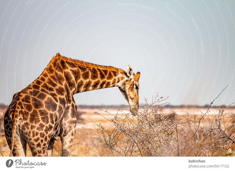 hals über kopf Wildtier fantastisch Kalahari Tierliebe Giraffe Tierschutz Wildnis Tierporträt Tiergesicht außergewöhnlich Safari Umwelt beeindruckend besonders