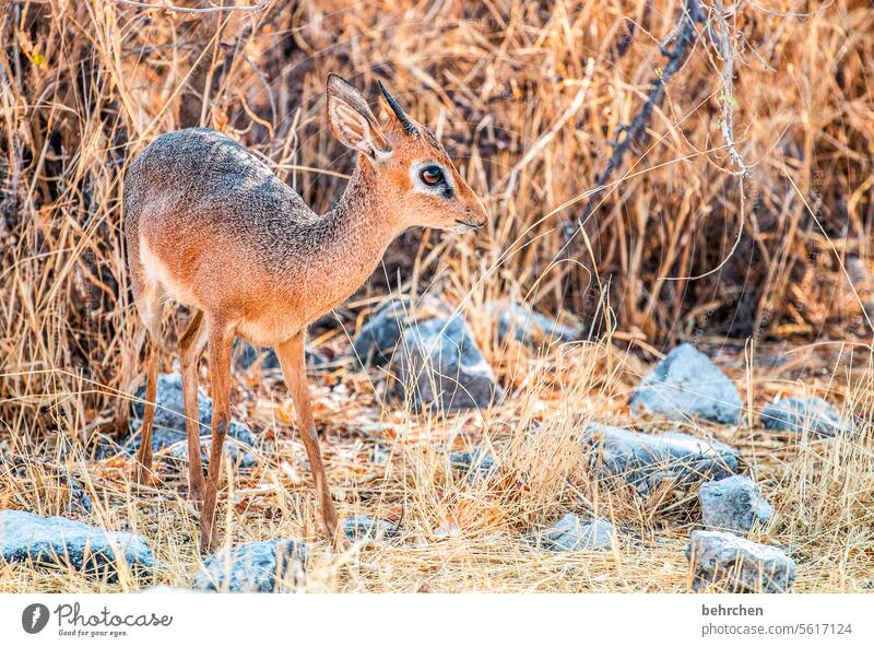 zucker Bambi zwergantilope Antilopen Gazellen damara dikdik Dikdik klein niedlich Trockenheit Tierliebe Wildtier Wildnis außergewöhnlich Safari Umwelt Natur