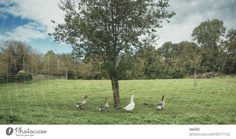 Abmarsch Gänse Baum Wiese Federvieh Geflügel Vogel freilaufend Nutztier Tierhaltung Tierporträt Bauernhof Gänsemarsch Panorama (Bildformat) Außenaufnahme Natur