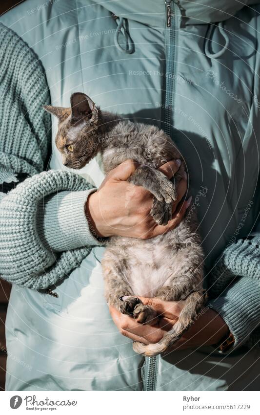 Gehorsame Devon Rex Katze mit braunem grauen Fell Farbe sitzen auf Händen. Neugierig Verspielt Lustig Niedlich Erstaunlich Devon Rex Katze. Katzen Porträt. Gelbe Katze Augen. Erstaunlich glücklich Haustiere. Haustier Freundschaft Konzept