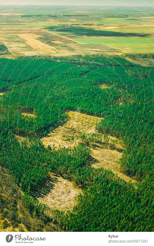 Luftaufnahme der Abholzung Bereich Landschaft. Grüne Kiefer Wald in Abholzung Zone. Top View Of Forest Landschaft. Drone Ansicht. Vogelperspektive Umwelt Holz