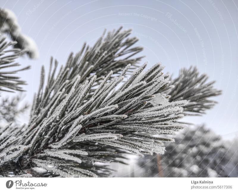 Nahaufnahme eines Kiefernzweigs pinaceae Umwelt Wald Baum Pflanze Natur im Freien Landschaft Winter Schnee gefroren Winterwald