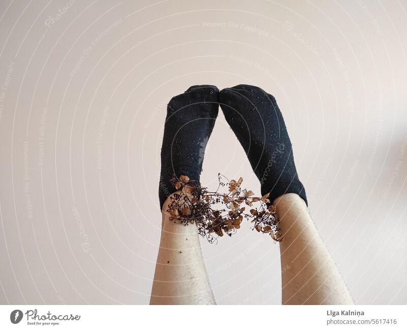 Getrocknete Blumen in Socken Strümpfe Beine Fuß mehrfarbig Mensch Wollsocke Zehen Trockenblume Pflanzen