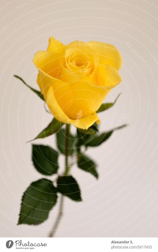 Gelbe Rose vor weißer Wand gelbe Rose Blume Blüte Pflanze Freundschaft Romantik romantisch gelbe Rosen Rosenblüte Blühend