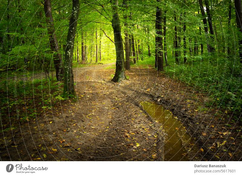 Eine Pfütze auf einem Feldweg in einem grünen Wald in Ostpolen Straße Schmutz Waldgebiet Baum Holz Wasser Natur Sommer im Freien Tag Landschaft Polen Umwelt