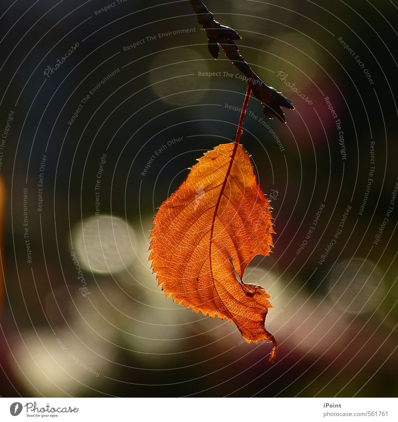 ~ Letztes Gold vom Oktober ~ Natur Herbst Schönes Wetter Pflanze Blatt Zeichen ästhetisch authentisch einzigartig nah natürlich Stimmung Romantik schön Vorsicht