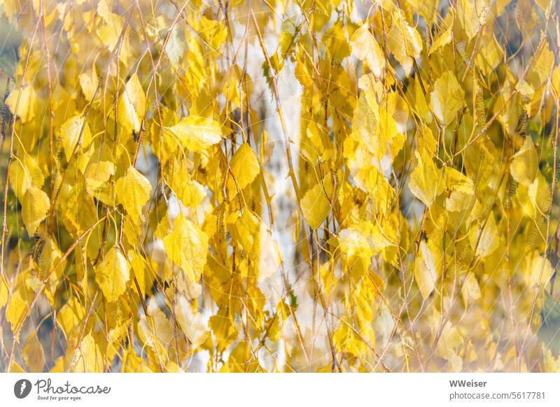 Birkenblätter im Herbst, Collage in sanften Gelbtönen Zweige Stamm Blätter Laub Hängen gelb Mehrfachbelichtung abstrakt Schichten künstlerisch weich leuchten