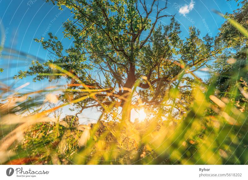 Niedriger Winkel Ansicht Sonnenlicht Sonne Sonne und Gras Altes Holz Eichenbaum im Sommer sonnigen Tag. Sonnenlicht Sonnenschein durch Eiche Wald Baum. Sunny Natur Holz Sonnenlicht. grünes Grün üppigen Zweigen