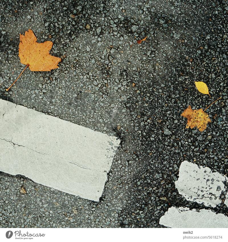 Verkehrsfläche Herbstlaub unten Asphalt Straße Stimmung Vergänglichkeit verlieren fallen Strukturen & Formen nachdenklich orange mehrfarbig dehydrieren