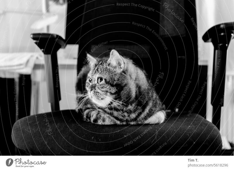 Gestreifter Kater auf Schwarzen Stuhl Katze liegen Haustier Tier Fell Tierporträt s/w Hauskatze Katzenkopf Tiergesicht beobachten Blick
