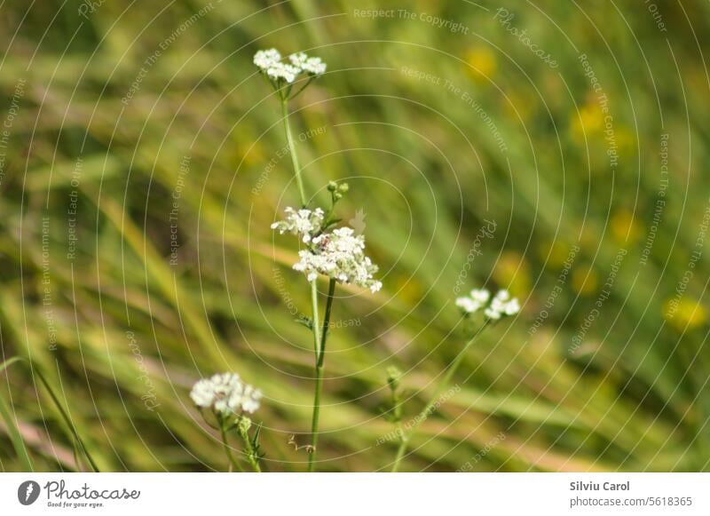 Nahaufnahme der sich ausbreitenden Blüten der Hecken-Petersilie mit grünem, unscharfem Hintergrund Natur Blume weiß Sommer Schädling Tierwelt wild Käfer