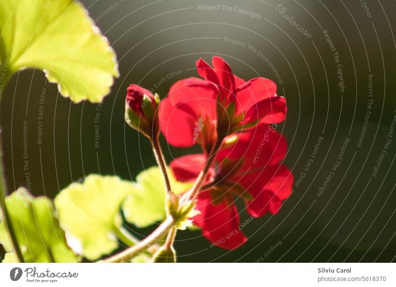 Nahaufnahme einer roten zonalen Geranienblüte mit dunklem, unscharfem Hintergrund Blume Storchschnabel Garten Gartenarbeit Natur Balkon Pflanze Frühling