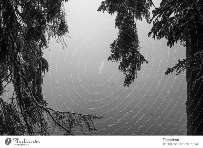 Natürlicher Zierrat vor Nebelsee Baum Bäume Baumstamm Äste Nadelbaum See Mummelsee Wasser Natur Äste und Zweige Menschenleer Winter Neblig kalt Schwarzweißfoto