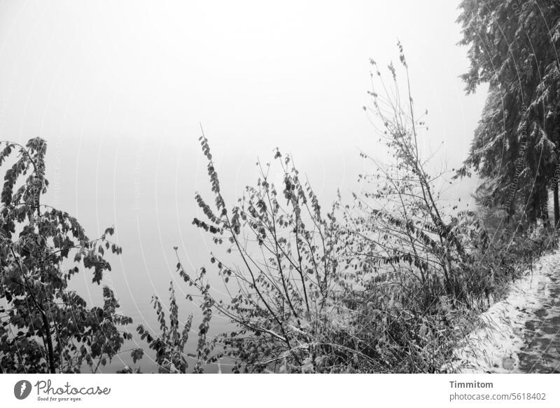 Frostiger Weg am Seeufer Wasser Mummelsee Nebel Winter kalt frostig Ufer Schnee Sträuchet Äste Laub Bäume Natur Menschenleer Außenaufnahme Schwarzweißfoto