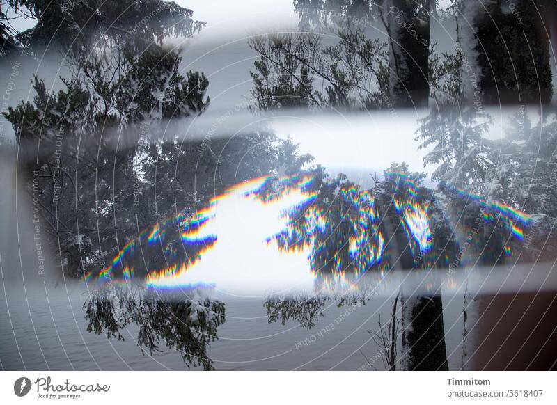 Bäume am nebligen See Äste Nadelbaum Mummelsee Wasser Nebel Winter kalt Natur Außenaufnahme Menschenleer Baumstämme Prisma Lichtbrechung Kälte