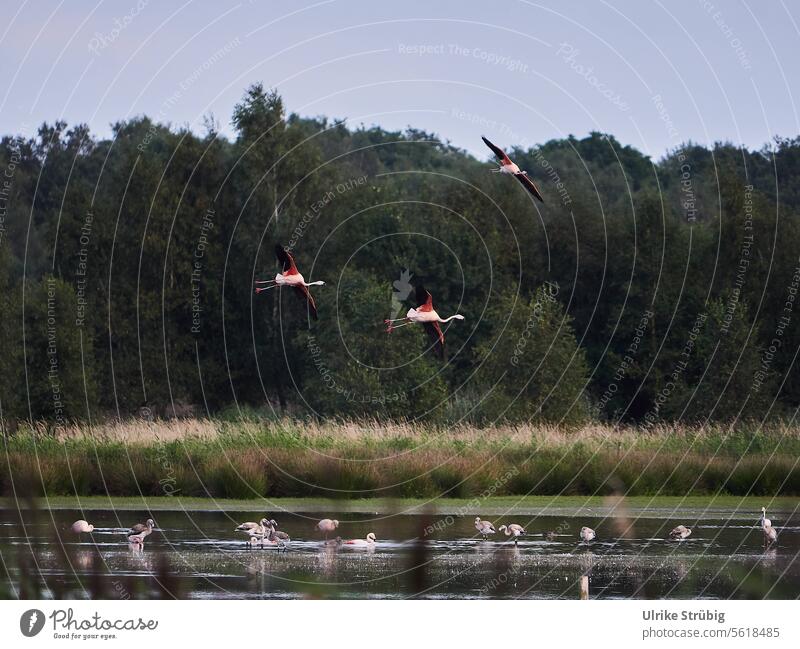 Flamingos fliegen zum Nachtlager Wildtiere Zwillbrocker Venn Deutschland Zugvögel Fliegen See Wasser Spiegelung im Wasser Natur Himmel Reflexion & Spiegelung